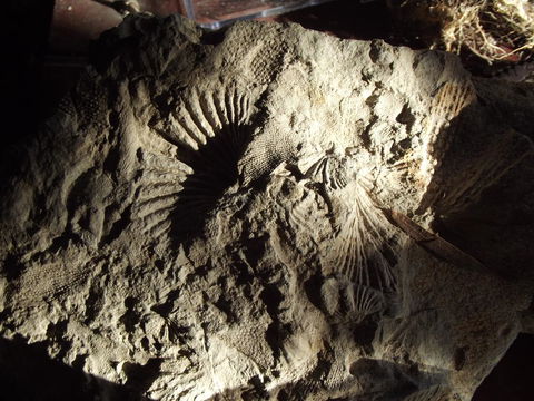 Eden Orchard & Farmstay - Accommodation Main Beach 34