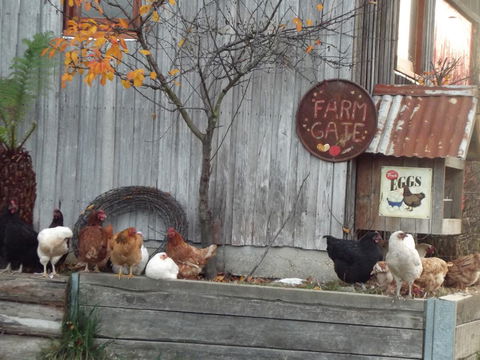 Eden Orchard & Farmstay - Accommodation Main Beach 32