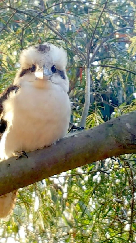 The Nature Resort Villas - Accommodation Main Beach 22