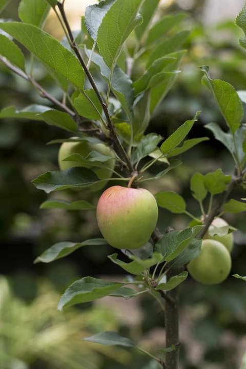 Botanica Editions - Accommodation Main Beach 37