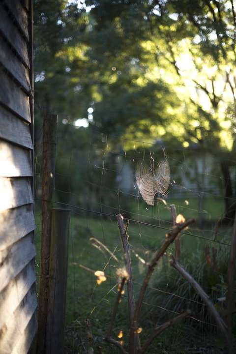 Botanica Editions - Accommodation Main Beach 14