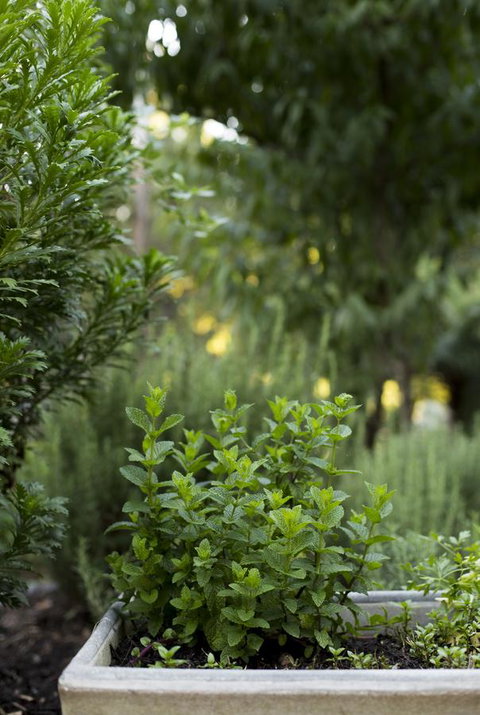 Botanica Editions - Accommodation Main Beach 5