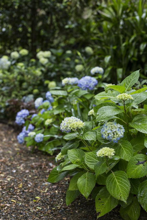 Botanica Editions - Accommodation Main Beach 21