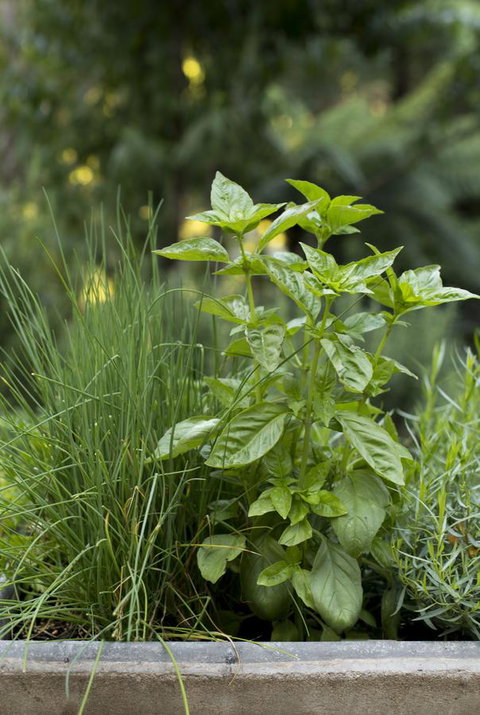 Botanica Editions - Accommodation Main Beach 44