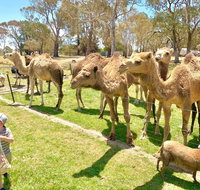 The Funny Farm - Animals / Churchhouse / Amazing Experience - Accommodation Main Beach