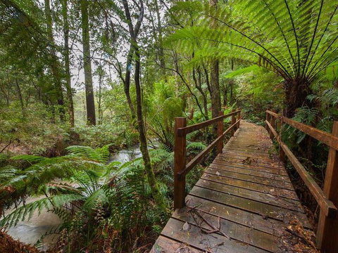 The Source, Otways - Accommodation Main Beach 0