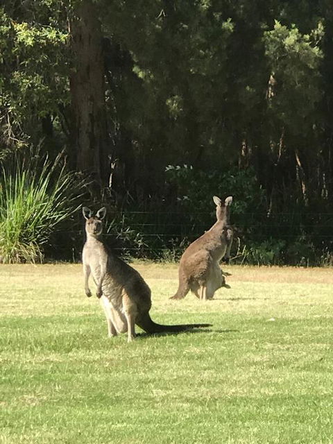 Tinglewood Cabins - Accommodation Main Beach 2