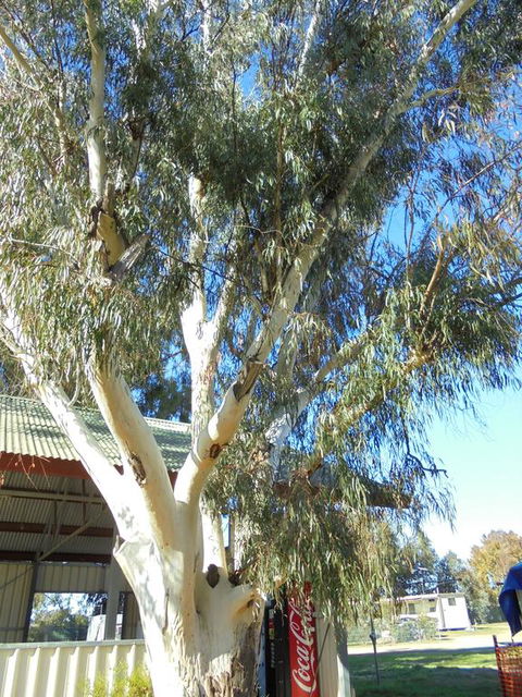 Wagga Wagga Tourist Park - Accommodation Main Beach 2