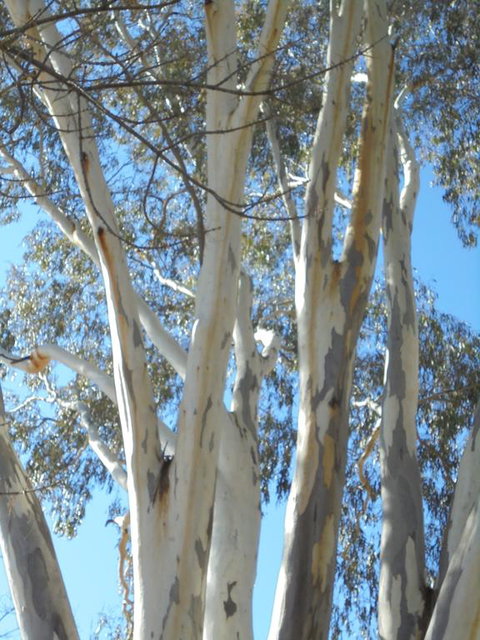 Wagga Wagga Tourist Park - Accommodation Main Beach 3