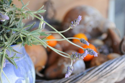 Lavender Farm - Accommodation Main Beach 9