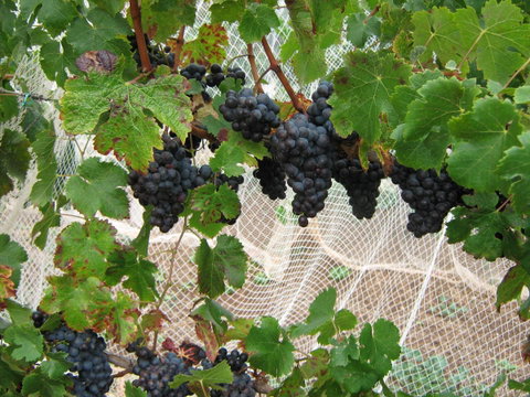 Waybourne- Vineyard And Winery - Accommodation Main Beach 8