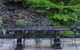 Chestnut Daylesford - thumb 12
