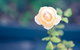 Bed Of Roses - thumb 14