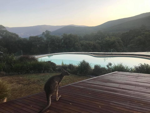 Kangaroo Manor - Accommodation Main Beach 8