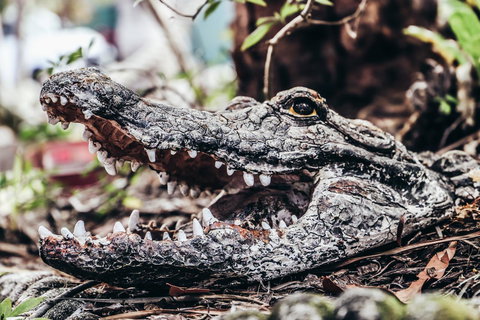 Cool Bananas Backpackers - Accommodation Main Beach 42