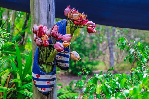 Cool Bananas Backpackers - Accommodation Main Beach 26