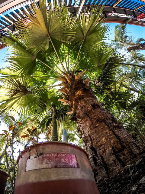 Cool Bananas Backpackers - Accommodation Main Beach 14