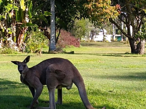 Lake Weyba Noosa Lodge & Kangaroos - Accommodation Main Beach 24