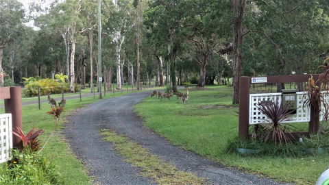 Lake Weyba Noosa Lodge & Kangaroos - Accommodation Main Beach 42