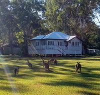 Lake Weyba Noosa Lodge  Kangaroos - Accommodation Main Beach