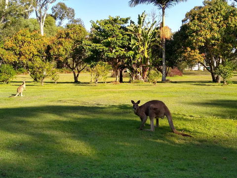 Lake Weyba Noosa Lodge & Kangaroos - Accommodation Main Beach 8