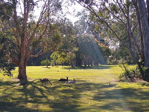 Lake Weyba Noosa Lodge & Kangaroos - Accommodation Main Beach 4