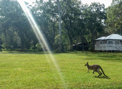 Lake Weyba Noosa Lodge & Kangaroos - Accommodation Main Beach 26