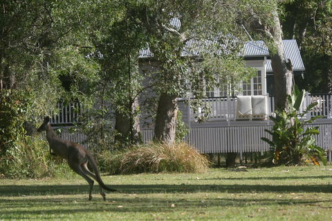 Lake Weyba Noosa Lodge & Kangaroos - Accommodation Main Beach 31