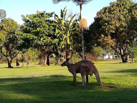 Lake Weyba Noosa Lodge & Kangaroos - Accommodation Main Beach 35
