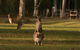 Lake Weyba Noosa Lodge & Kangaroos - thumb 16