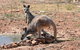 Ironbark House - thumb 19