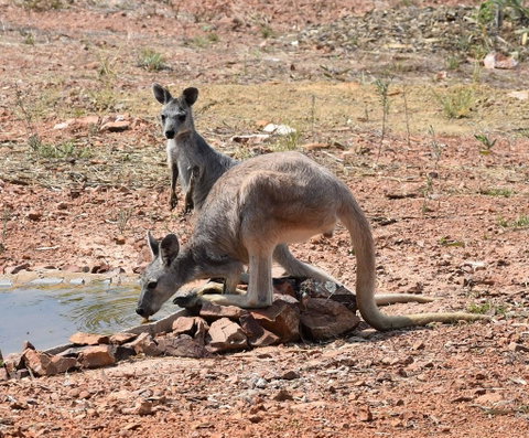 Ironbark House - Accommodation Main Beach 19