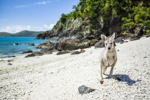 Daydream Island Resort - Accommodation Main Beach 26