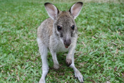 Boutique Bungalows - Accommodation Main Beach 22