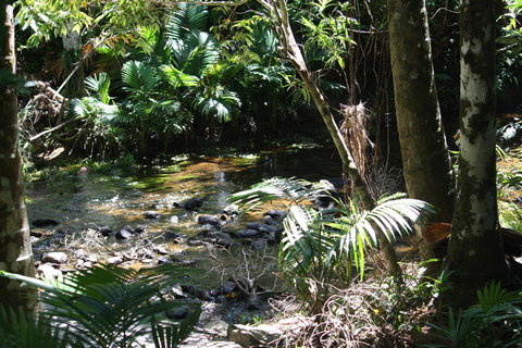 Boutique Bungalows - Accommodation Main Beach 18