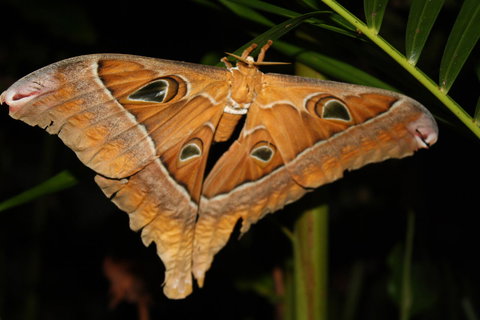 Boutique Bungalows - Accommodation Main Beach 23