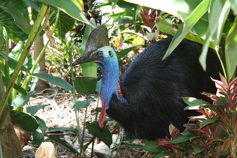 Boutique Bungalows - Accommodation Main Beach 16