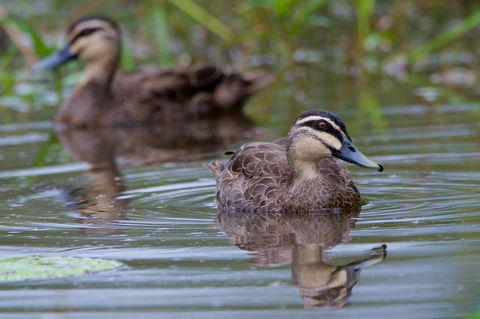 Soho Brisbane - Accommodation Main Beach 2