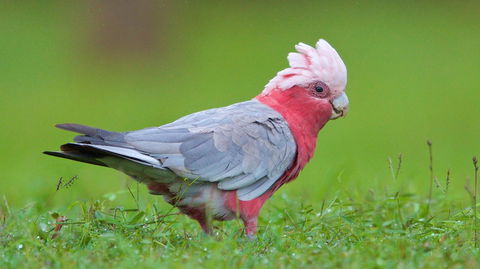Soho Brisbane - Accommodation Main Beach 6