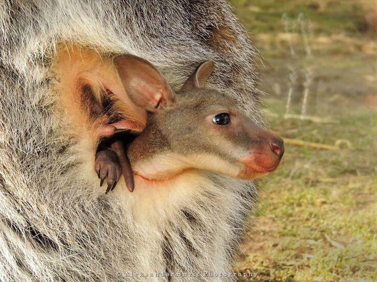 Cairns Northern Beaches QLD Accommodation Main Beach