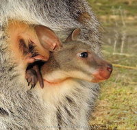 Windsong - Accommodation Main Beach