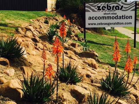 Zebras Guest House Geraldton - Accommodation Main Beach 2