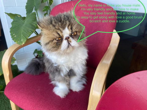 A Mini Slice Of Fremantle - Accommodation Main Beach 1