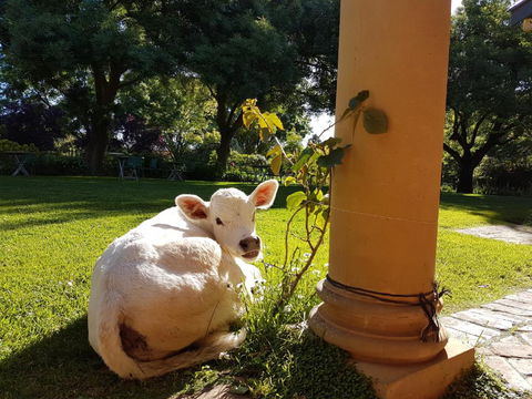 AL RU Farm - Accommodation Main Beach 3