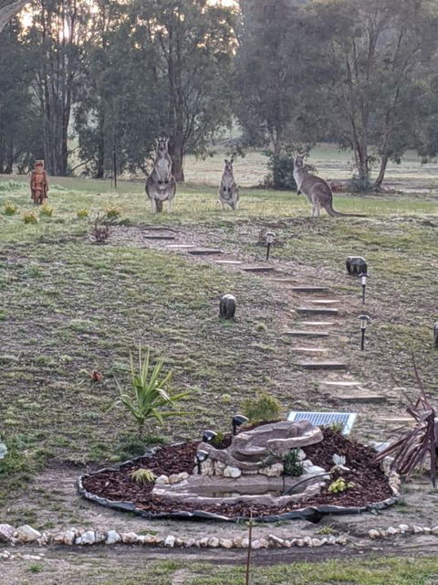 Australian Wildlife At Your Door - Accommodation Main Beach 0