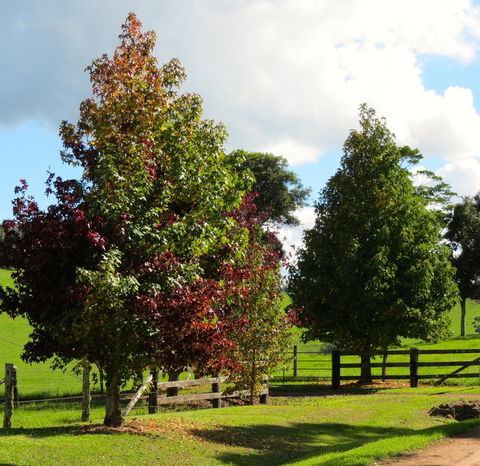 Maleny Springs Farm - Accommodation Main Beach 26