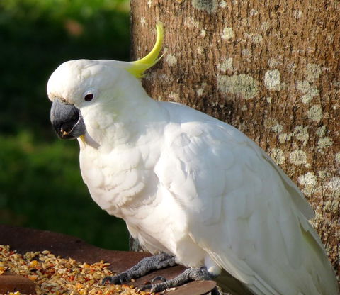 Maleny Springs Farm - Accommodation Main Beach 40