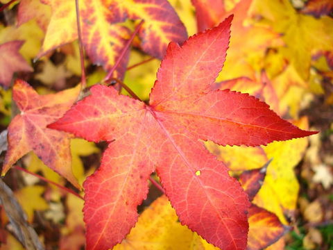 Maleny Springs Farm - Accommodation Main Beach 38