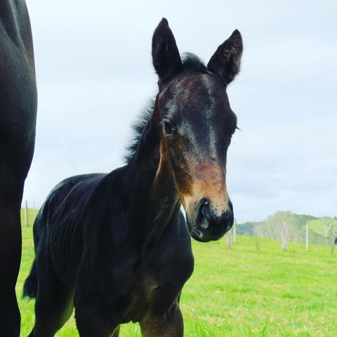 Maleny Springs Farm - Accommodation Main Beach 12