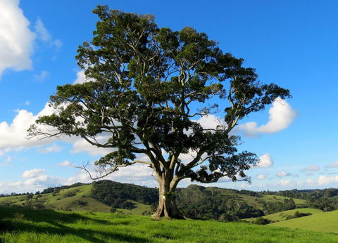 Maleny Springs Farm - Accommodation Main Beach 32